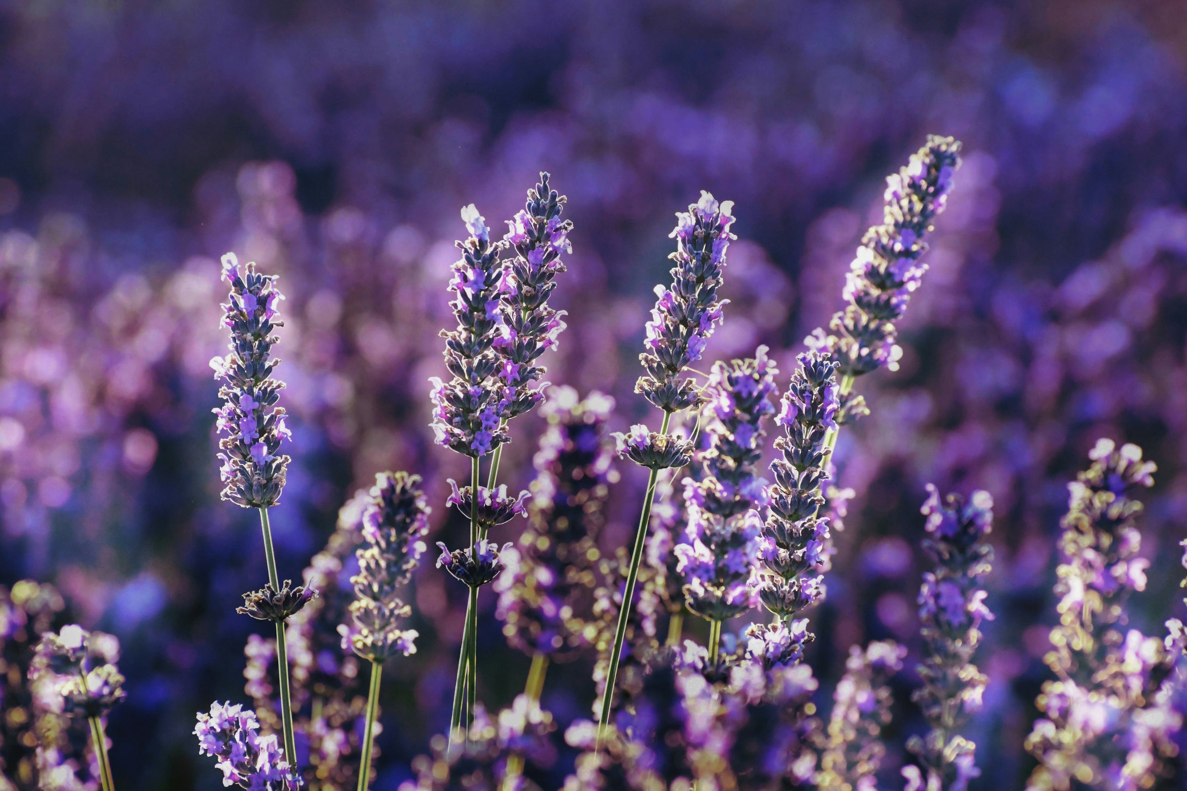 Fougere/Aromatic